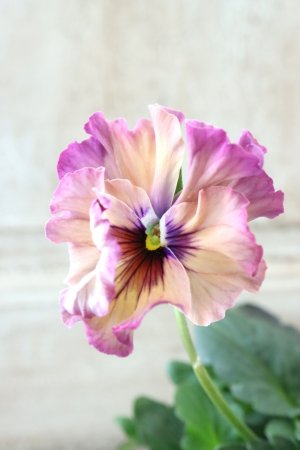 画像3: Fee des neiges~Monet Meules~ "フェデネージュ ~モネ 積みわら~" No.87