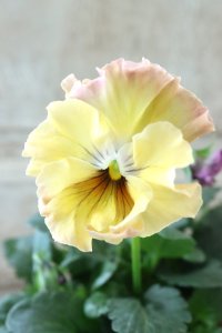 Fee des neiges~Monet Meules~ "フェデネージュ ~モネ 積みわら~" No.80