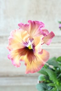 Fee des neiges~Monet Meules~ "フェデネージュ ~モネ 積みわら~" No.82