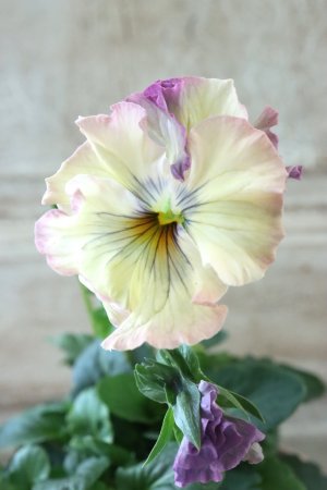 画像2: Fee des neiges~Monet Meules~ "フェデネージュ ~モネ 積みわら~" No.60