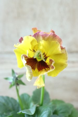 画像3: Fee des neiges~Monet Meules~ "フェデネージュ ~モネ 積みわら~" No.73