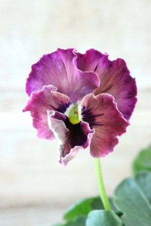 画像2: Fee des neiges~Monet Meules~ "フェデネージュ ~モネ 積みわら~" No.67