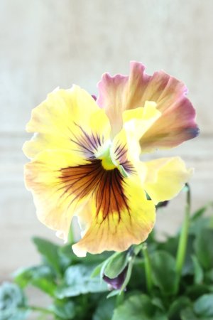 画像2: Fee des neiges~Monet Meules~ "フェデネージュ ~モネ 積みわら~" No.59