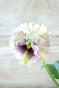 Fee des neiges~Monet Meules~ "フェデネージュ ~モネ 積みわら~" No.77