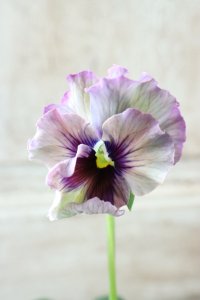 Fee des neiges~Monet Meules~ "フェデネージュ ~モネ 積みわら~" No.90