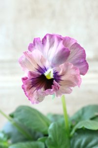 Fee des neiges~Monet Meules~ "フェデネージュ ~モネ 積みわら~" No.86