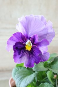 Fee des neiges~Blue~ "フェデネージュ ~ブルー~" No.4