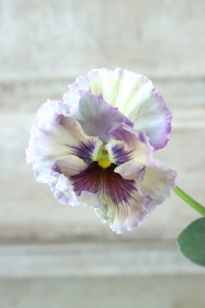 画像4: Fee des neiges~Monet Meules~ "フェデネージュ ~モネ 積みわら~" No.55