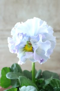 Fee des neiges~Blue~ "フェデネージュ ~ブルー~" No.13