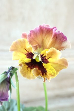 画像3: Fee des neiges~Monet Meules~ "フェデネージュ ~モネ 積みわら~" No.83