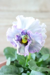 Fee des neiges~Blue~ "フェデネージュ ~ブルー~" No.14