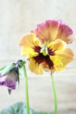 画像1: Fee des neiges~Monet Meules~ "フェデネージュ ~モネ 積みわら~" No.83