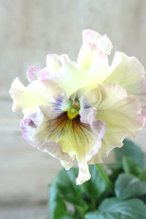 画像2: Fee des neiges~Monet Meules~ "フェデネージュ ~モネ 積みわら~" No.62