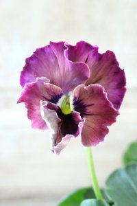 Fee des neiges~Monet Meules~ "フェデネージュ ~モネ 積みわら~" No.67