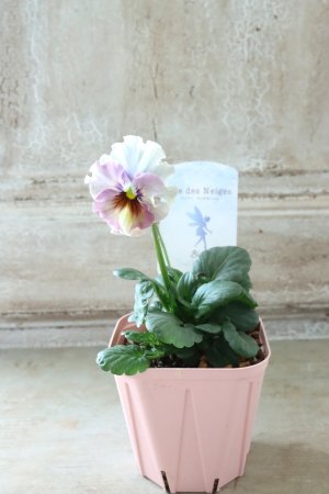 画像4: Fee des neiges~Blue~ "フェデネージュ ~ブルー~" No.10