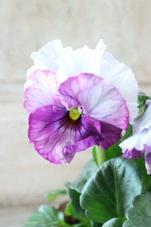 画像1: Fee des neiges~Blue~ "フェデネージュ ~ブルー~" No.6