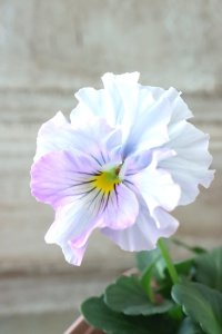 Fee des neiges~Blue~ "フェデネージュ ~ブルー~" No.9