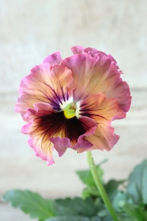 画像3: Fee des neiges~Monet Meules~ "フェデネージュ ~モネ 積みわら~" No.69