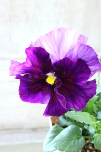 Fee des neiges~Blue~ "フェデネージュ ~ブルー~" No.17