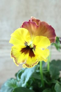 Fee des neiges~Monet Meules~ "フェデネージュ ~モネ 積みわら~" No.57