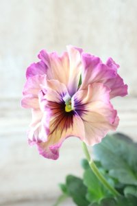 Fee des neiges~Monet Meules~ "フェデネージュ ~モネ 積みわら~" No.87