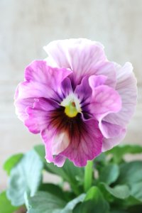 Fee des neiges~Blue~ "フェデネージュ ~ブルー~" No.11