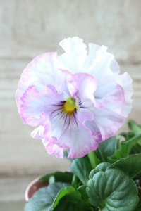 Fee des neiges~Blue~ "フェデネージュ ~ブルー~" No.3