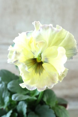 画像2: Fee des neiges~Monet Meules~ "フェデネージュ ~モネ 積みわら~" No.71