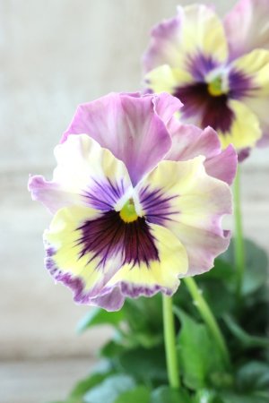 画像1: Fee des neiges~Monet Meules~ "フェデネージュ ~モネ 積みわら~" No.74