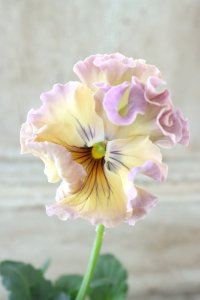 Fee des neiges~Monet Meules~ "フェデネージュ ~モネ 積みわら~" No.61