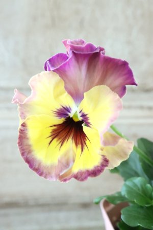 画像2: Fee des neiges~Monet Meules~ "フェデネージュ ~モネ 積みわら~" No.54