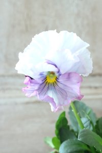 Fee des neiges~Blue~ "フェデネージュ ~ブルー~" No.18