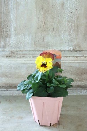 画像4: Fee des neiges~Monet Meules~ "フェデネージュ ~モネ 積みわら~" No.57