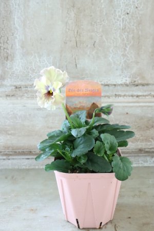 画像4: Fee des neiges~Monet Meules~ "フェデネージュ ~モネ 積みわら~" No.68