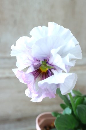 画像1: Fee des neiges~Blue~ "フェデネージュ ~ブルー~" No.16