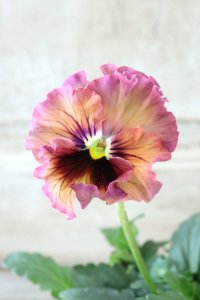 Fee des neiges~Monet Meules~ "フェデネージュ ~モネ 積みわら~" No.69