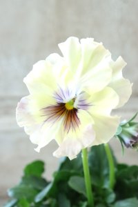 Fee des neiges~Monet Meules~ "フェデネージュ ~モネ 積みわら~" No.88