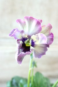 Fee des neiges~Monet Meules~ "フェデネージュ ~モネ 積みわら~" No.65