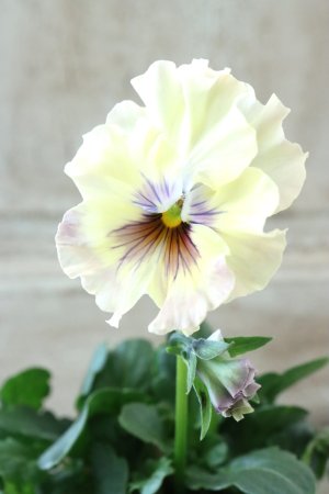 画像3: Fee des neiges~Monet Meules~ "フェデネージュ ~モネ 積みわら~" No.88