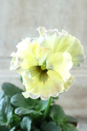 画像1: Fee des neiges~Monet Meules~ "フェデネージュ ~モネ 積みわら~" No.71