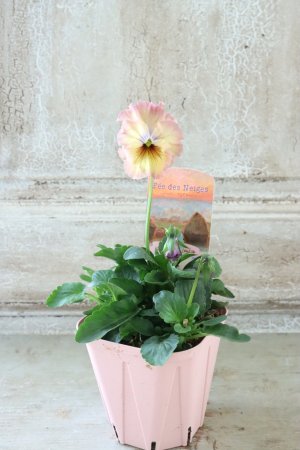 画像4: Fee des neiges~Monet Meules~ "フェデネージュ ~モネ 積みわら~" No.72