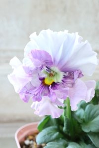 Fee des neiges~Blue~ "フェデネージュ ~ブルー~" No.2