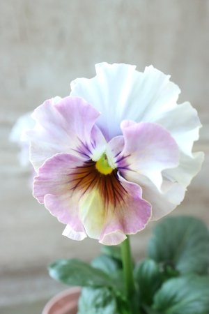 画像2: Fee des neiges~Blue~ "フェデネージュ ~ブルー~" No.10