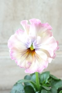 Fee des neiges~Monet Meules~ "フェデネージュ ~モネ 積みわら~" No.89