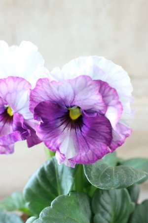 画像3: Fee des neiges~Blue~ "フェデネージュ ~ブルー~" No.6