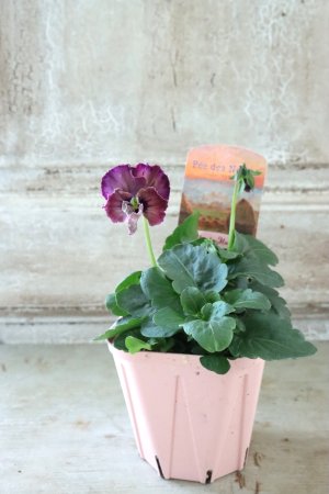 画像4: Fee des neiges~Monet Meules~ "フェデネージュ ~モネ 積みわら~" No.67