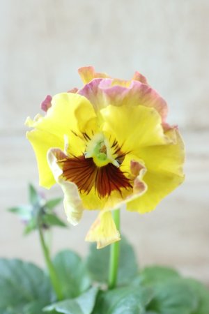 画像1: Fee des neiges~Monet Meules~ "フェデネージュ ~モネ 積みわら~" No.73