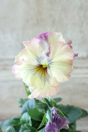 画像1: Fee des neiges~Monet Meules~ "フェデネージュ ~モネ 積みわら~" No.60