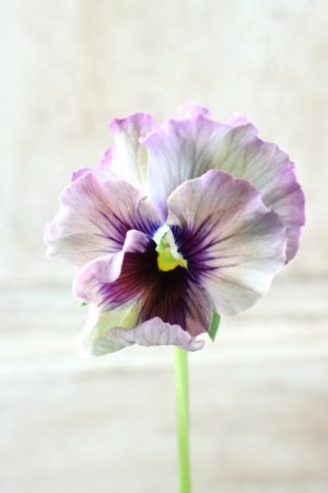 画像2: Fee des neiges~Monet Meules~ "フェデネージュ ~モネ 積みわら~" No.90