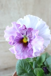 Fee des neiges~Blue~ "フェデネージュ ~ブルー~" No.8